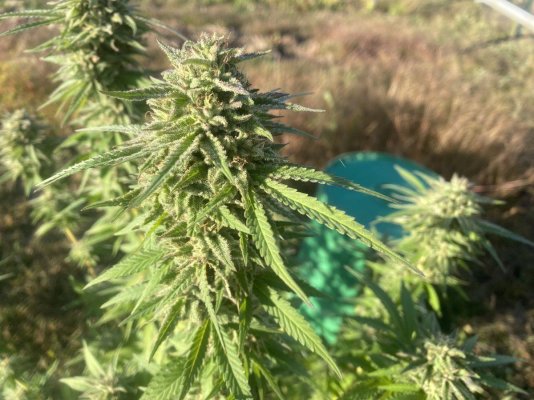 Let's see your 2023 outdoor grow!