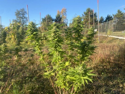 Let's see your 2023 outdoor grow!