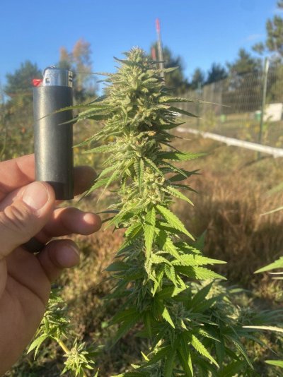 Let's see your 2023 outdoor grow!