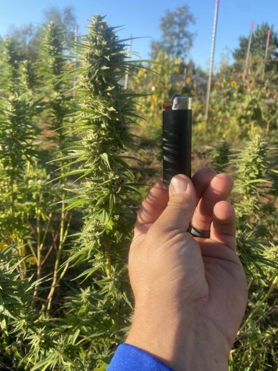 Let's see your 2023 outdoor grow!