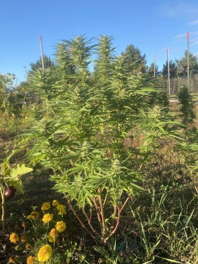 Let's see your 2023 outdoor grow!