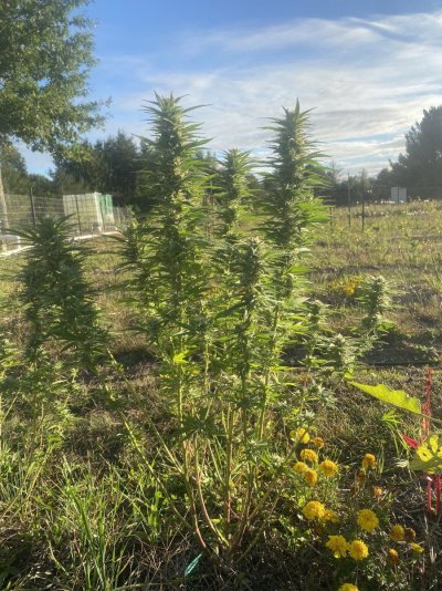 Let's see your 2023 outdoor grow!