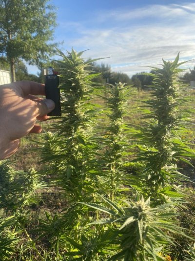 Let's see your 2023 outdoor grow!
