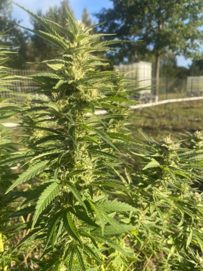 Let's see your 2023 outdoor grow!