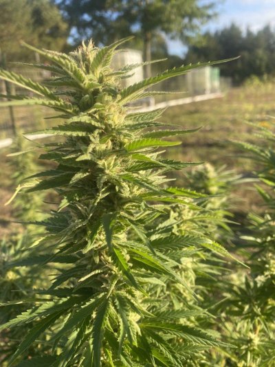 Let's see your 2023 outdoor grow!