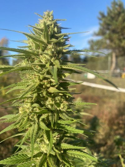 Let's see your 2023 outdoor grow!