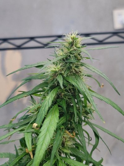 hello-fellow-growers--im-in-need-of-your-expertises-as-im-a-first-time-grower-and-i-fear-my-pl-4.jpg
