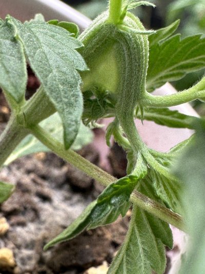 check-out-this-weirdo-of-a-plant-4.jpeg