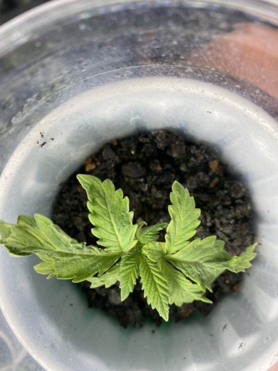 Check out this Weirdo of a Plant