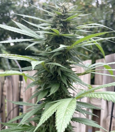 Hawk's Granddaddy Purple & THC Bomb Grow Journal - 2023