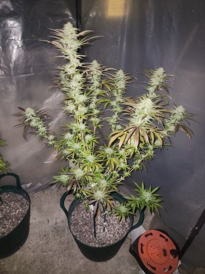 Let's See Your Frostiest Flowers