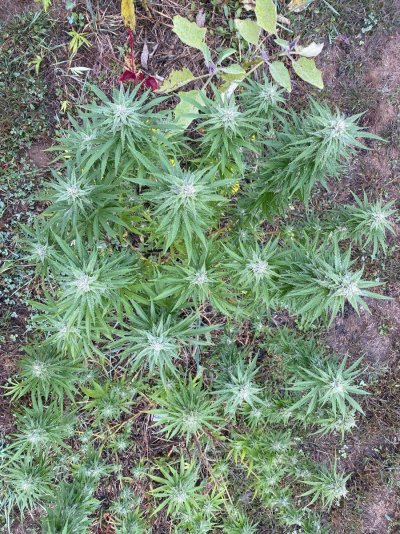Let's see your 2023 outdoor grow!