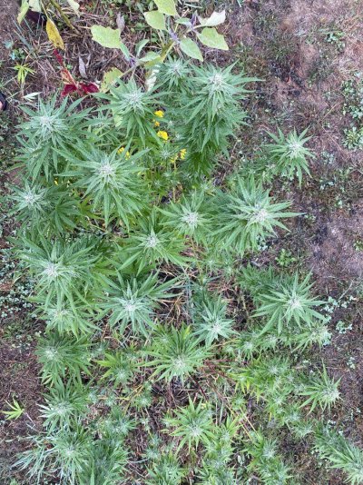 Let's see your 2023 outdoor grow!