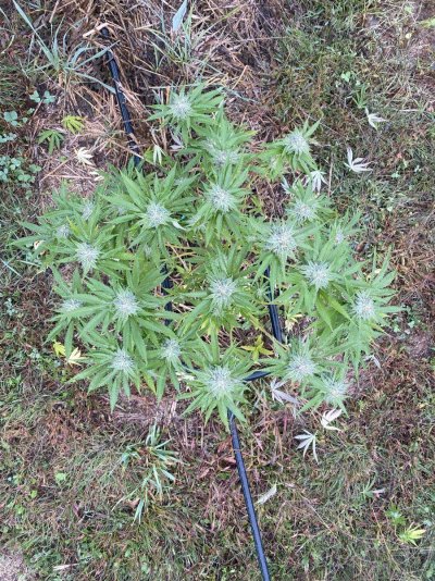 Let's see your 2023 outdoor grow!