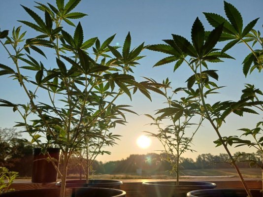 My 2023 Winter Grow Log Journey