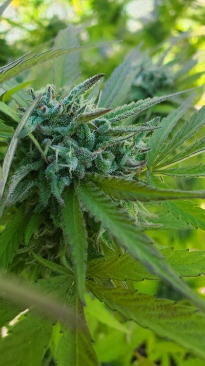 Tricomes ready or not bad eyes