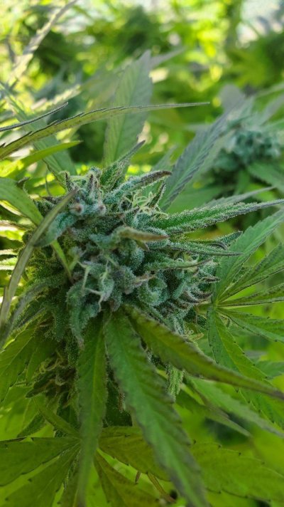 Tricomes ready or not bad eyes