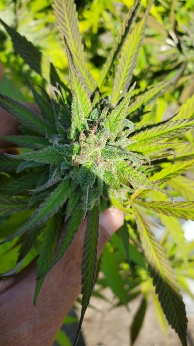 Tricomes ready or not bad eyes