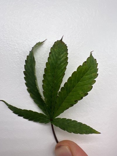 Thinkgrow model W 630 watt led lights tips , nutrient deficiency, what am I doing wrong ?