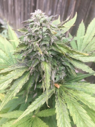 Let's see your 2023 outdoor grow!