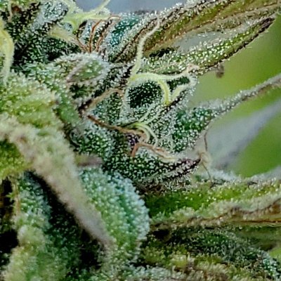 Tricomes ready or not bad eyes