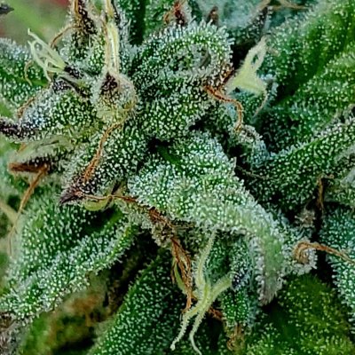 Tricomes ready or not bad eyes