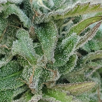 Tricomes ready or not bad eyes