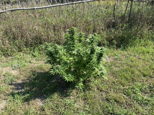 Let's see your 2023 outdoor grow!