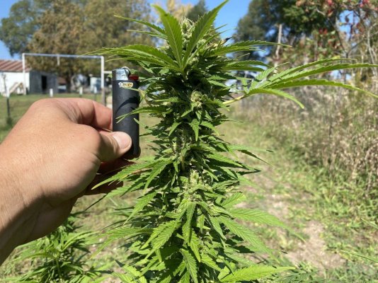 Let's see your 2023 outdoor grow!