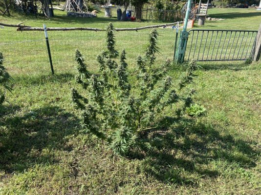 Let's see your 2023 outdoor grow!