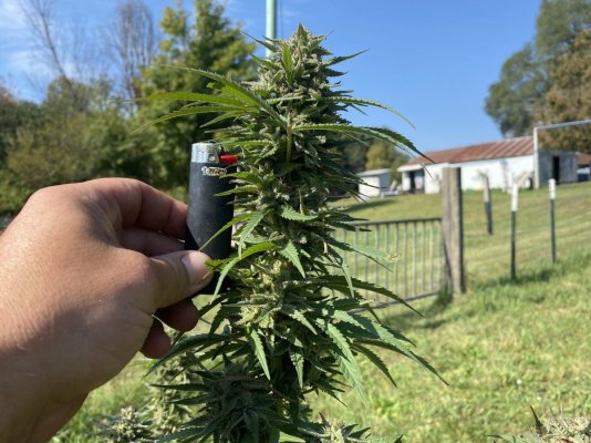 Let's see your 2023 outdoor grow!