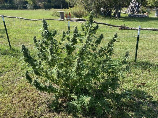 Let's see your 2023 outdoor grow!
