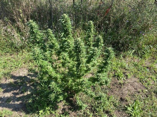 Let's see your 2023 outdoor grow!