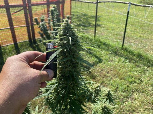 Let's see your 2023 outdoor grow!