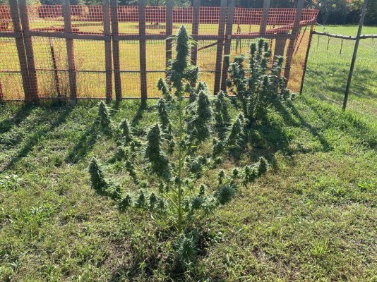 Let's see your 2023 outdoor grow!