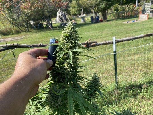 Let's see your 2023 outdoor grow!