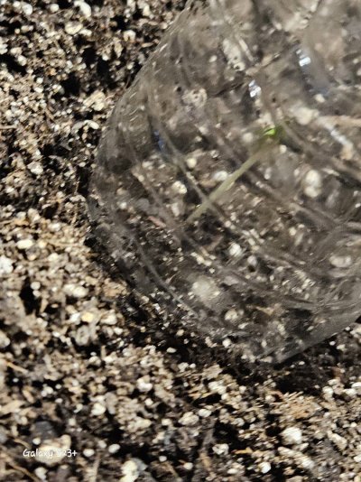 check-out-my-first-ever-grow-thanks-to-you-guys-correct-me-if-im-wrong-5.jpg