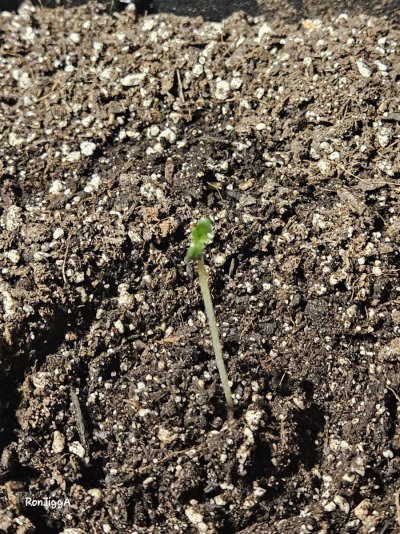 check-out-my-first-ever-grow-thanks-to-you-guys-correct-me-if-im-wrong-6.jpg