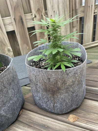 Hawk's Outdoor THC Bomb Clones - Grow Journal - August 2023
