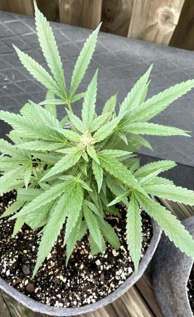 Hawk's Outdoor THC Bomb Clones - Grow Journal - August 2023