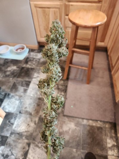 Let's see your 2023 outdoor grow!