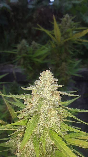 AppleFritterbudRot.jpg