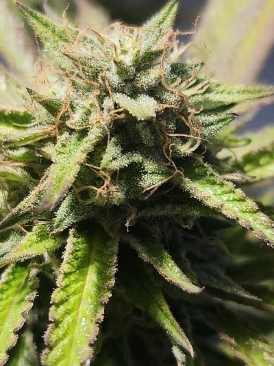 Let's See Your Frostiest Flowers