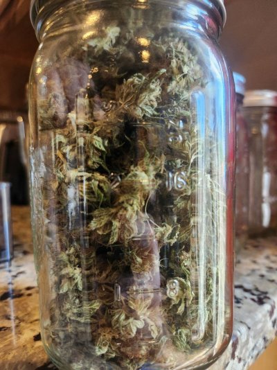 Let's see your 2023 outdoor grow!