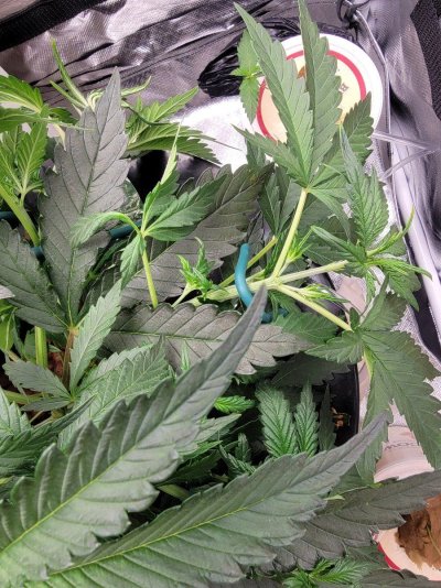 LST Auto how did i do?