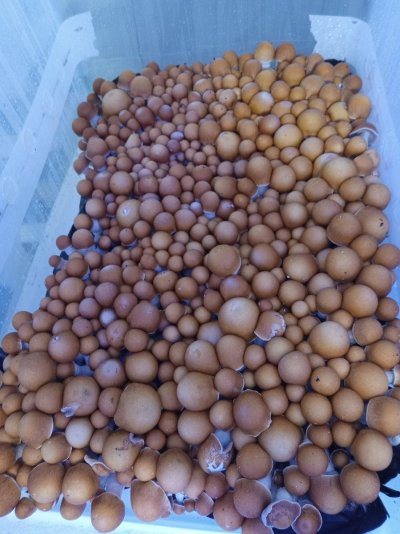 Want to discuss Mushroom cultivation