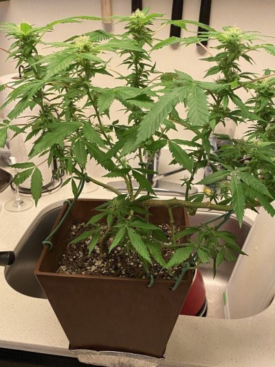 indoor-window-growexperiment-sour-diesel-by-ilgm-4.jpeg