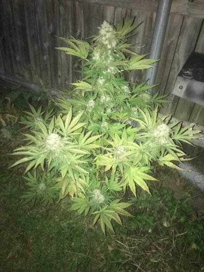 Let's see your 2023 outdoor grow!