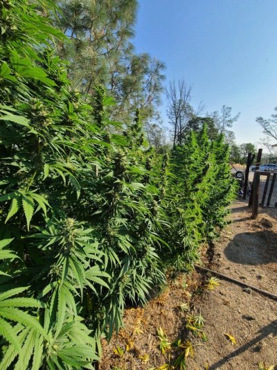 norcal expert seeds  love this year choices
