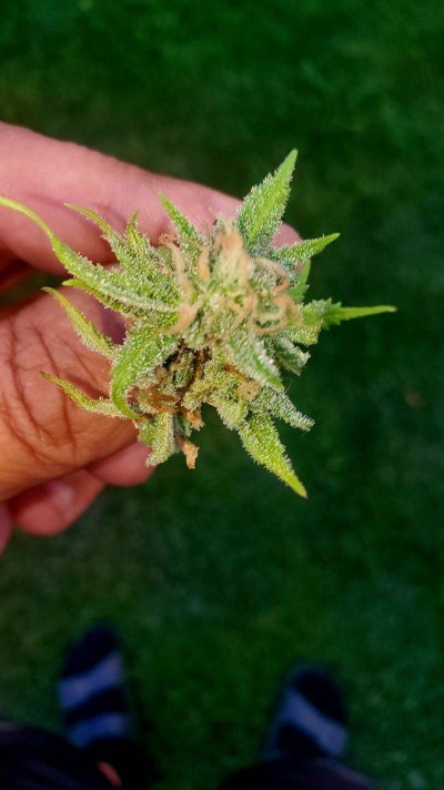 Let's See Your Frostiest Flowers